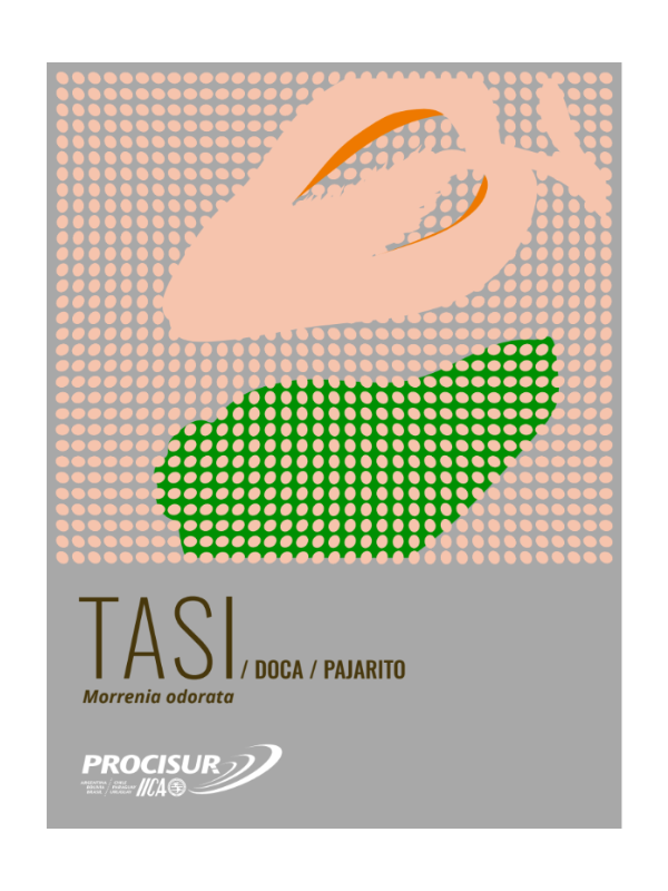 Catálogo de nativas. Tasi, Morrenia odorata