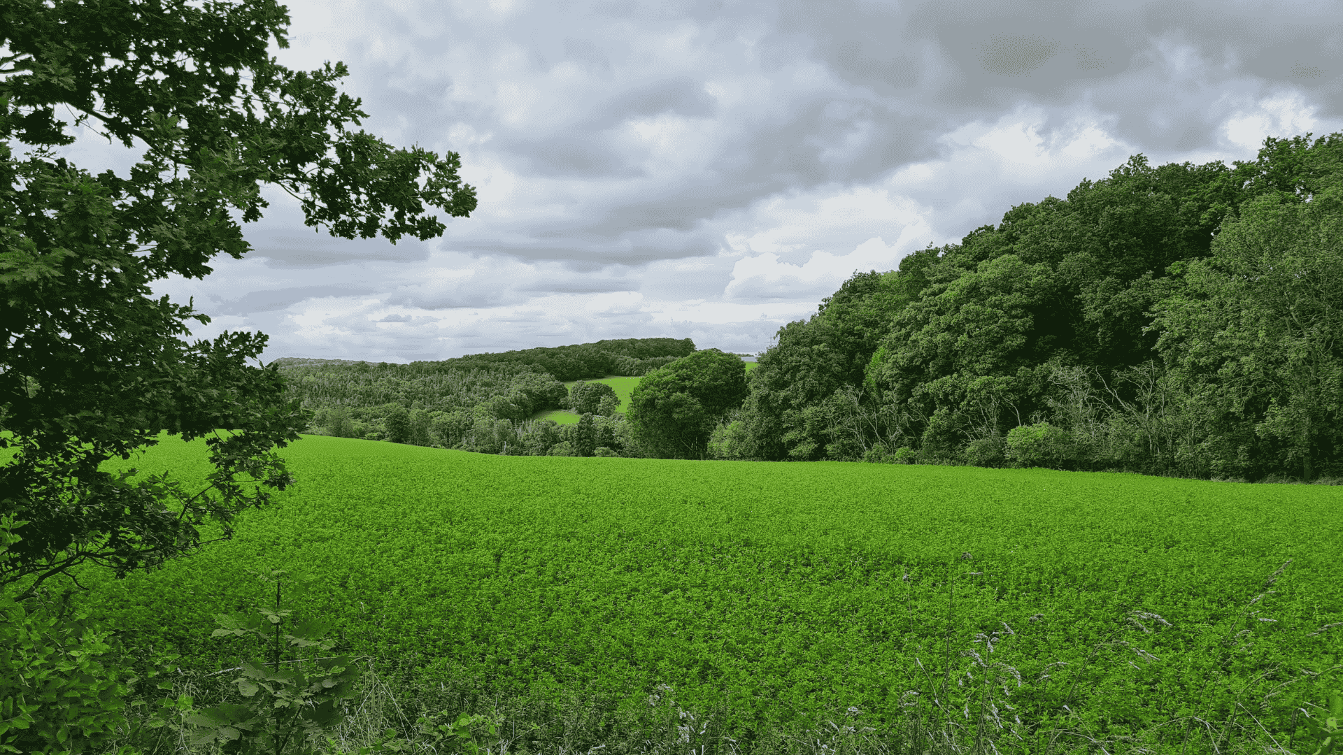 Contribución para una producción sostenible de alfalfa mediante el manejo de microorganismos rizosféricos en Argentina, Chile y Uruguay.