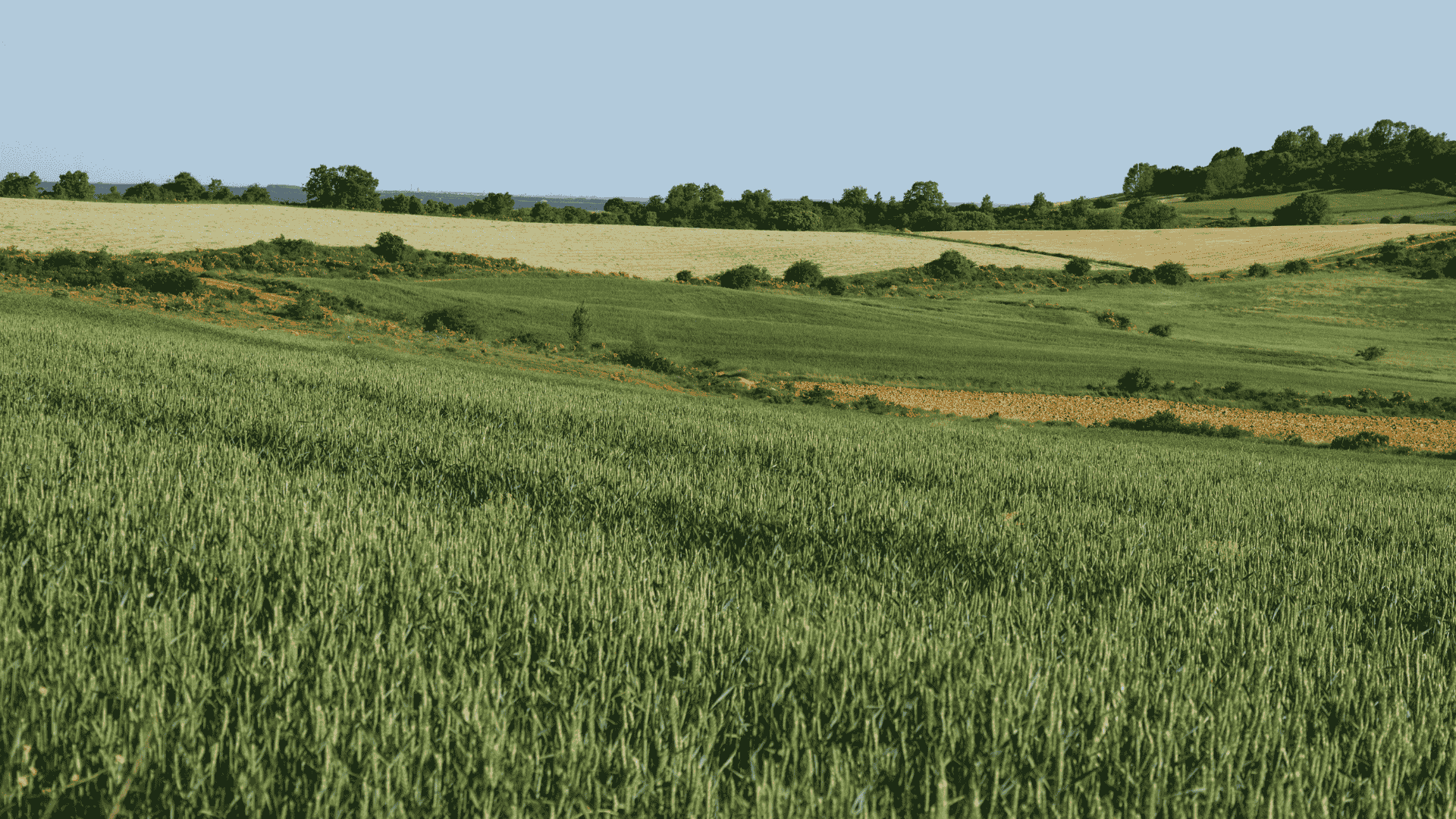 Proyecto: Caracterización y desarrollo de germoplasma de trigo para siembra directa