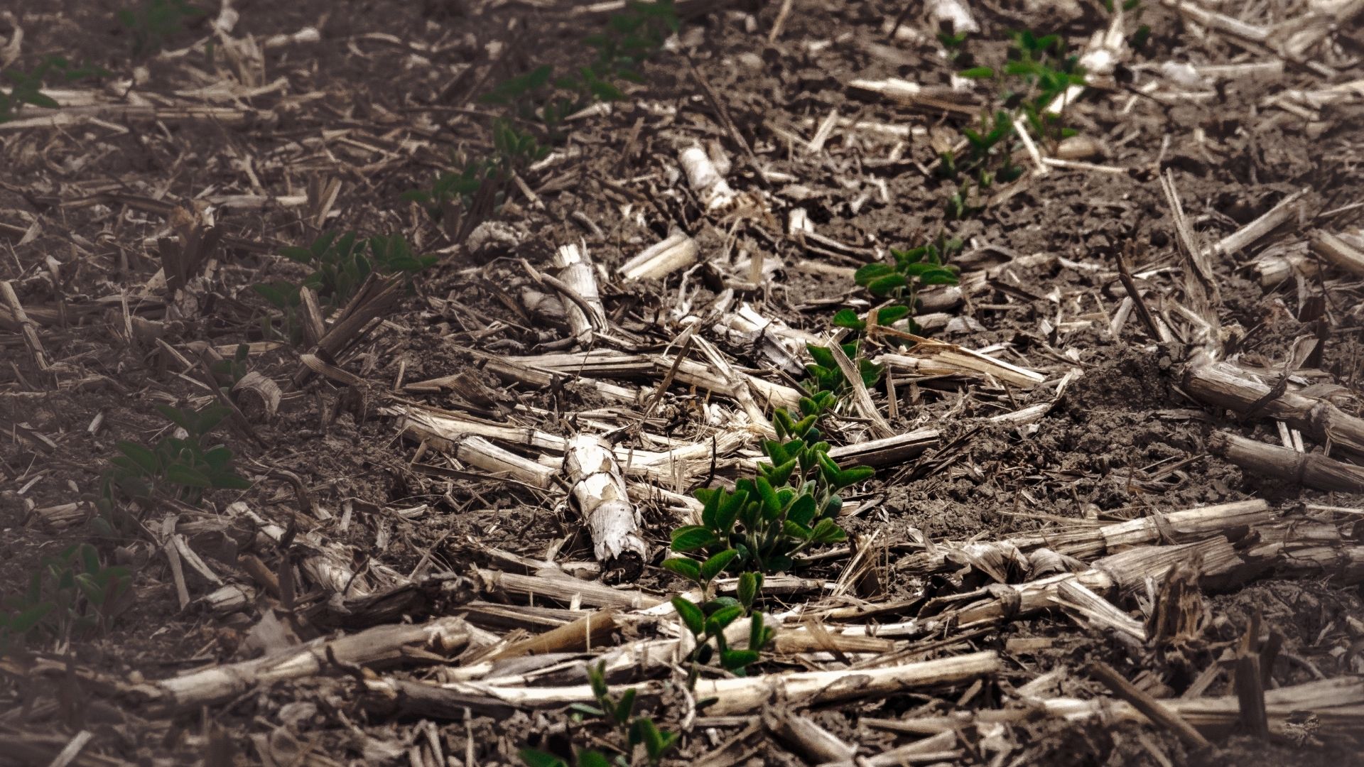 Proyecto: Desarrollo de la siembra directa para la conservación de suelos en el Cono Sur