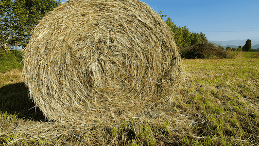 Proyecto LOTus Adaptation and Sustainability in South America (LOTASSA)