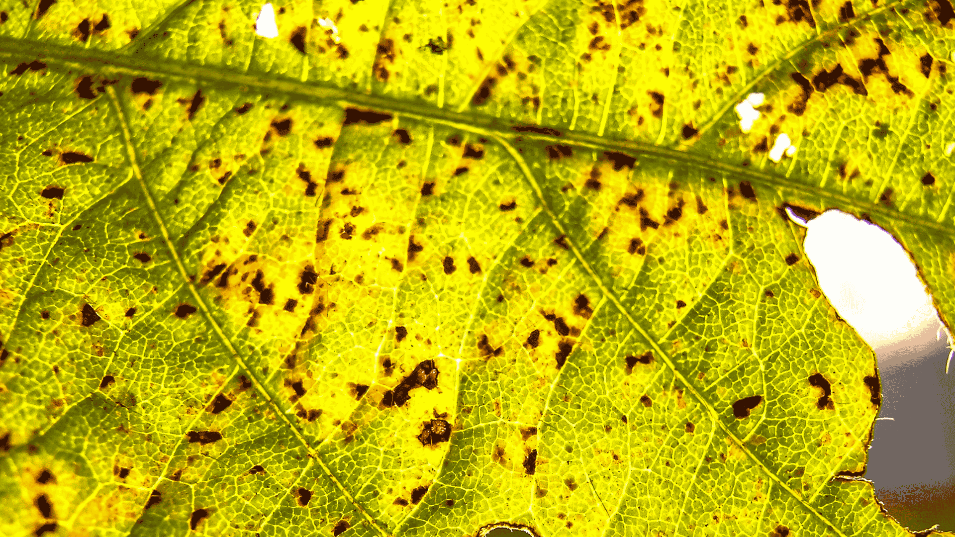 SOUTHnomics para el estrés biótico y abiótico en cultivos - Roya Asiática de la Soja