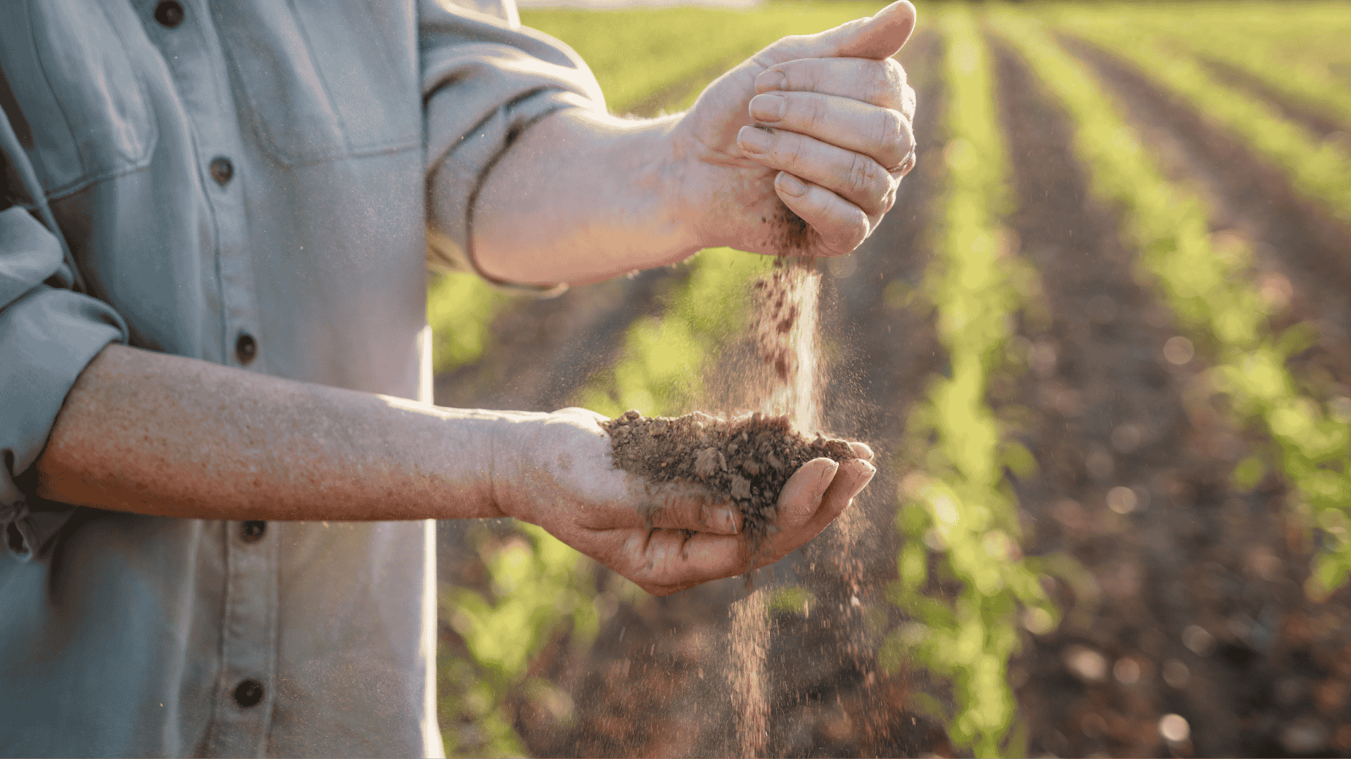 Estrategias de Extensión: Los agricultores familiares y su adaptación al cambio climático en territorios seleccionados del Cono Sur (Argentina, Chile y Uruguay)