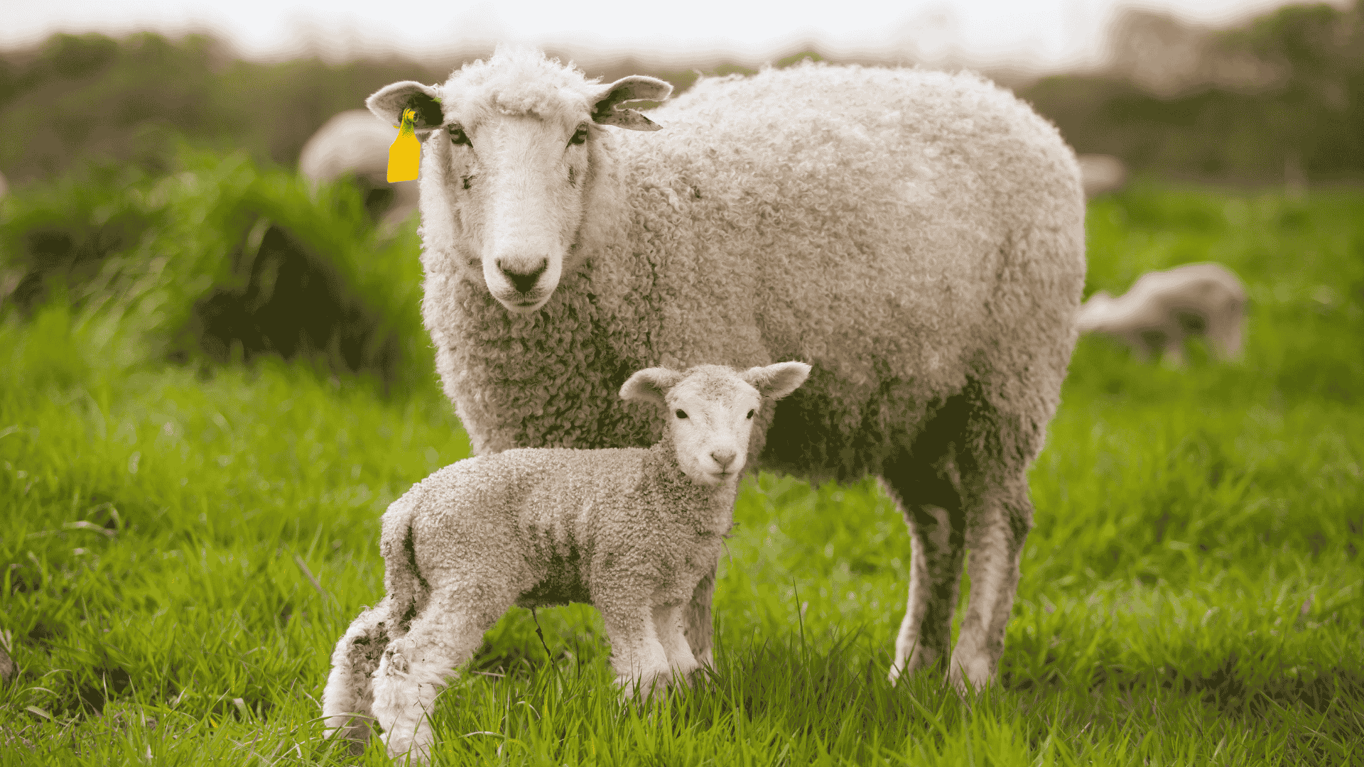 Diseño de una estrategia para diferenciación de productos de la agricultura familiar sobre la base de su vínculo con el territorio