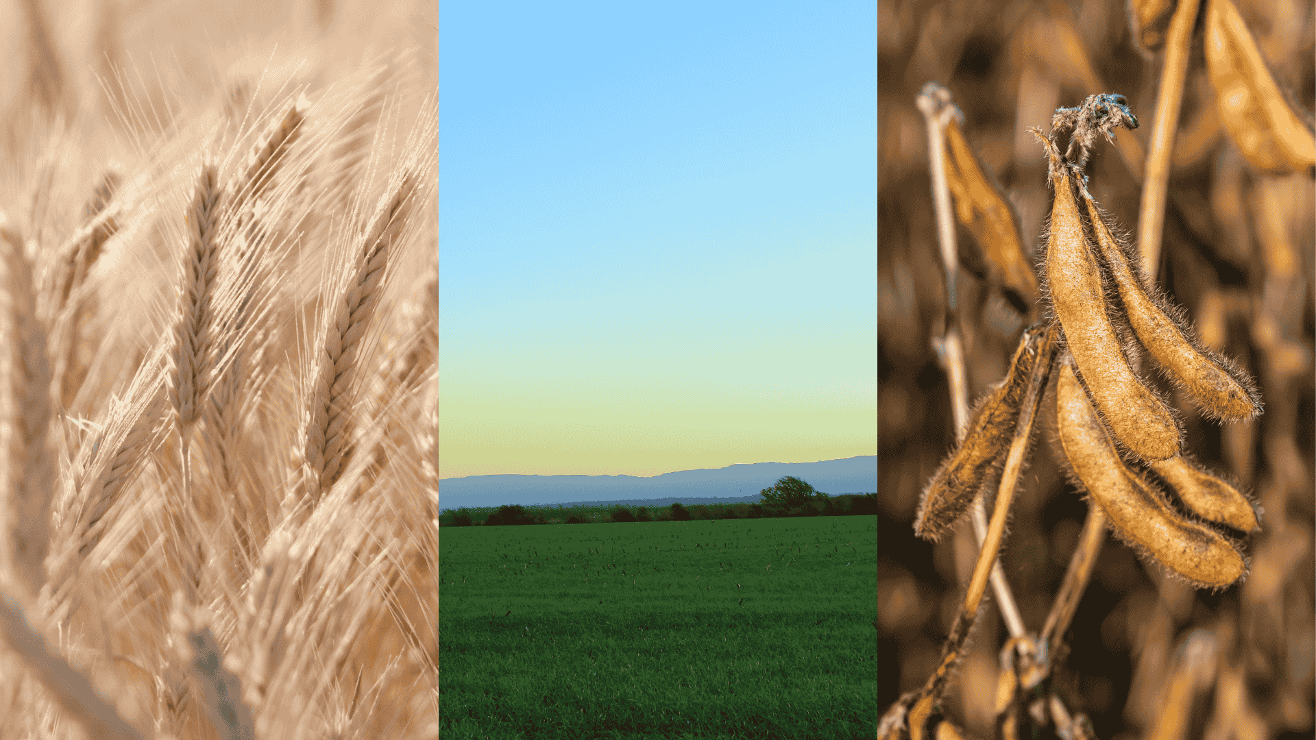 Proyecto: Bases fisiológicas y genéticas de las respuestas de trigo y soja a limitantes bióticas y abióticas: estudios orientados al mejoramiento genético y al manejo de los cultivos en el Cono Sur