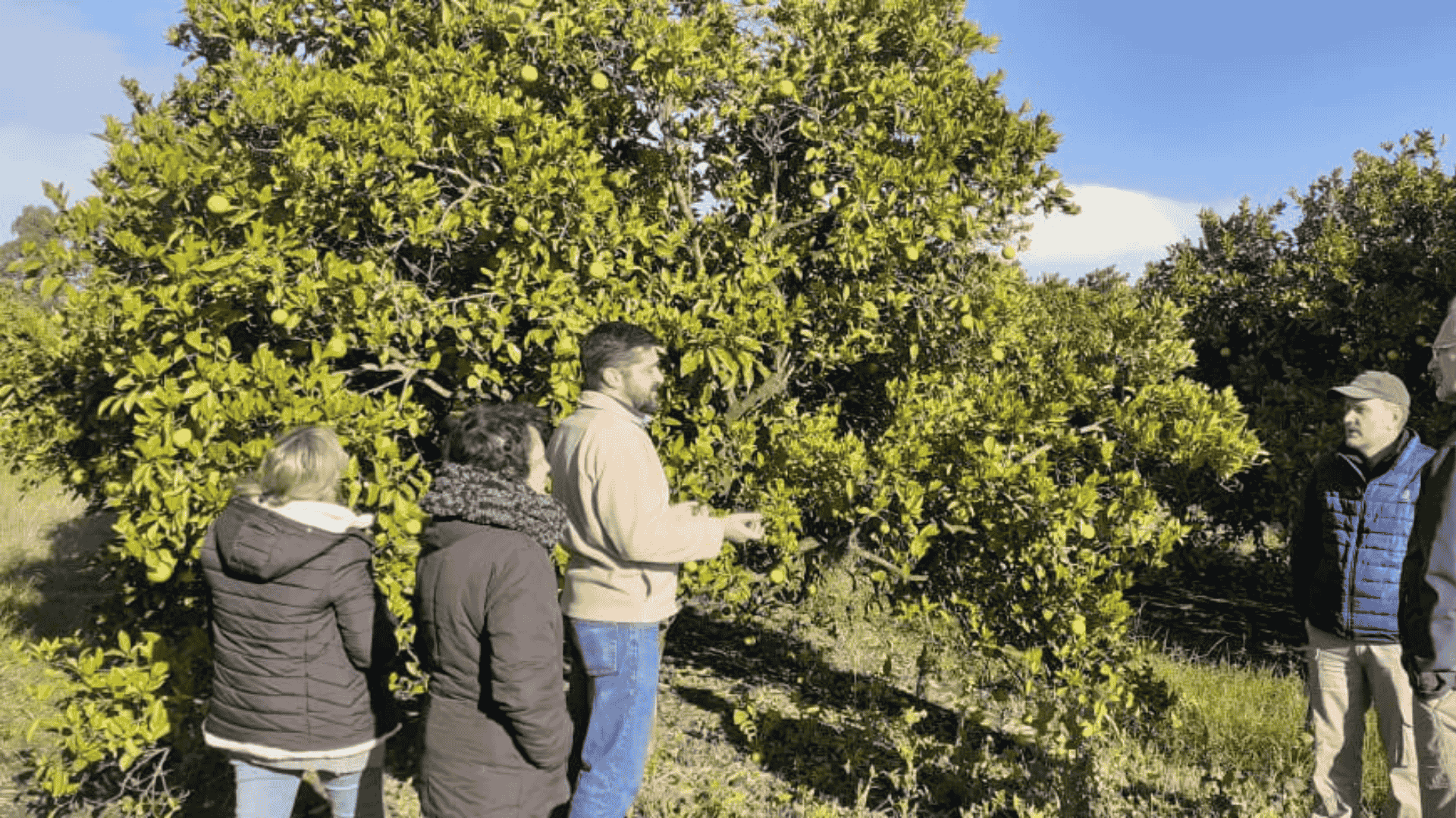 Proyecto de desarrollo y promoción de herramientas innovadoras para la prevención y mitigación del efecto de HLB en los países miembros del PROCISUR