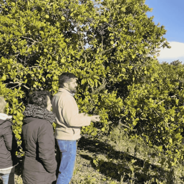 Proyecto de desarrollo y promoción de herramientas innovadoras para la prevención y mitigación del efecto de HLB en los países miembros del PROCISUR