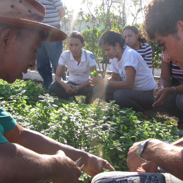 TICS para la Agricultura Familiar. Escalamiento del proyecto EMBRAPA "SEMEAR digital"